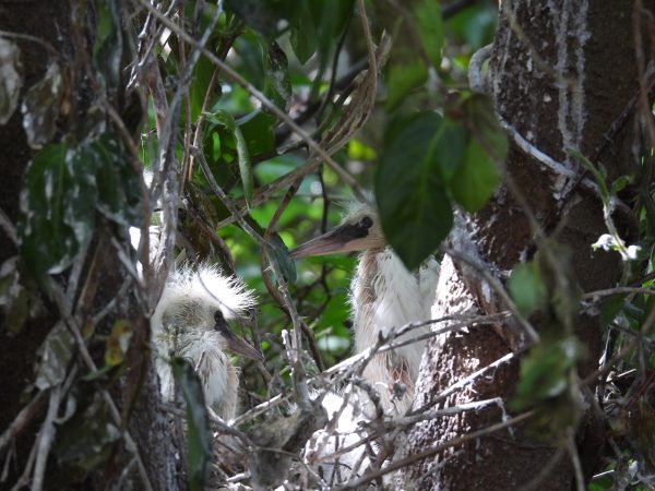 Snowy egret chicks sa kanilang pugad na bahagi ng rookery sa Ft. Lana.