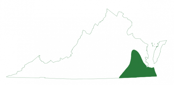 Isang imahe ng hanay na mapa ng Southern toad na matatagpuan sa timog silangang hangganan ng Virginia