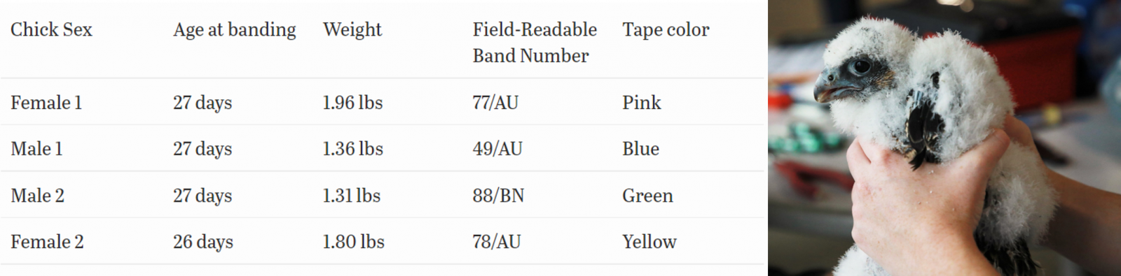 Ang isang talahanayan na naglalaman ng impormasyon tungkol sa mga banded na ibon na FEMALE 1 ay 27 araw na 1.96lbs, may bilang na 77/AU at ngayon ay tinatawag na PINK. Ang lalaking 1 ay 27 araw na gulang, 1.36lbs, may banded na 49/AU at ngayon ay tinatawag na BLUE, Lalaki 2 ay 27 araw ang edad, 1.31lbs, banded 88/BN at ngayon ay tinatawag na Berde at sa wakas ay babae 2 ay 26 araw na, 1.80 pounds, banded 78/AU, at ngayon ay tinatawag na Yellow