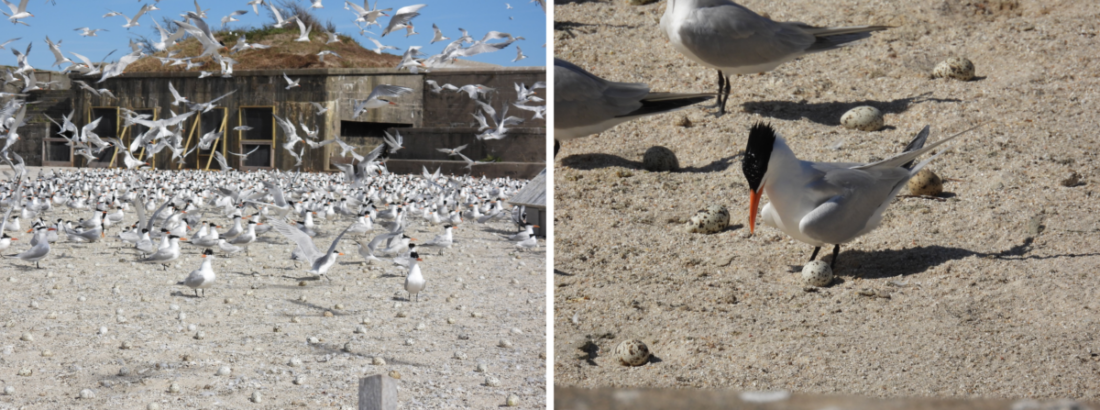 Kaliwa: ang mga royal tern at ang kanilang mga itlog ay magkakalapit sa parade ground. Kanan: kinikilala ng isang royal tern ang itlog nito mula sa libu-libong iba pang mga opsyon.