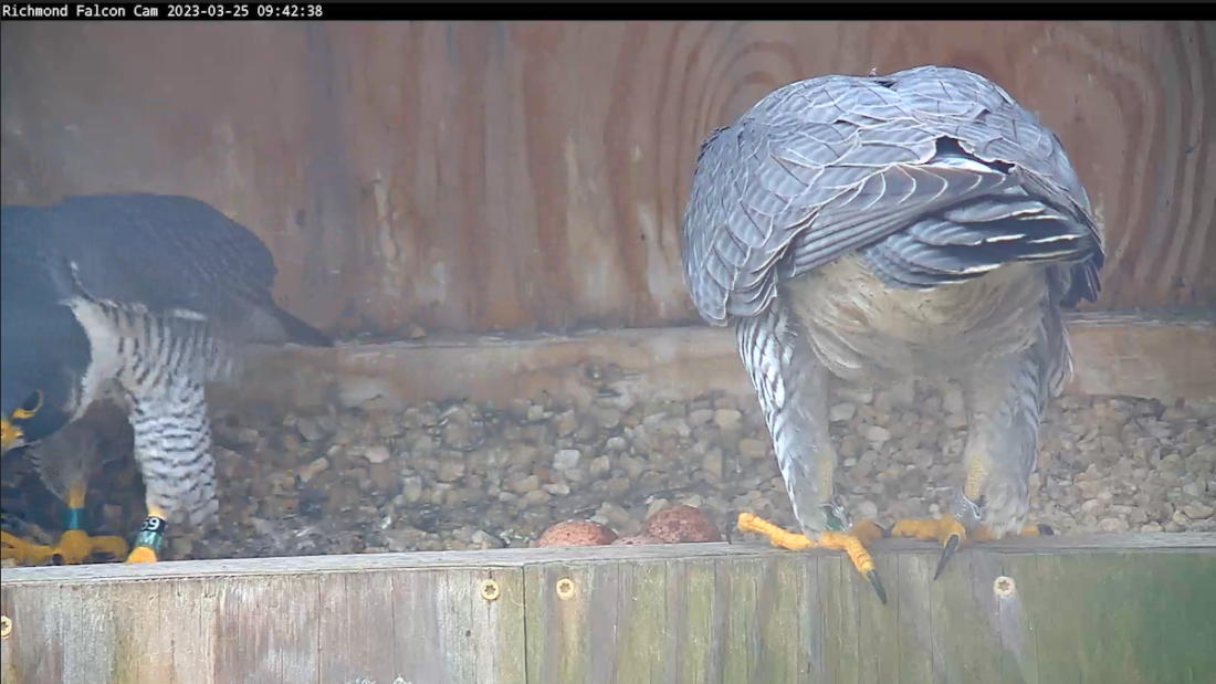 Isang imahe ng peregrine falcon nest box; sa larawang ito ang mga ibon ay nagpapalitan ng mga spot kung sino ang uupo sa tatlong itlog