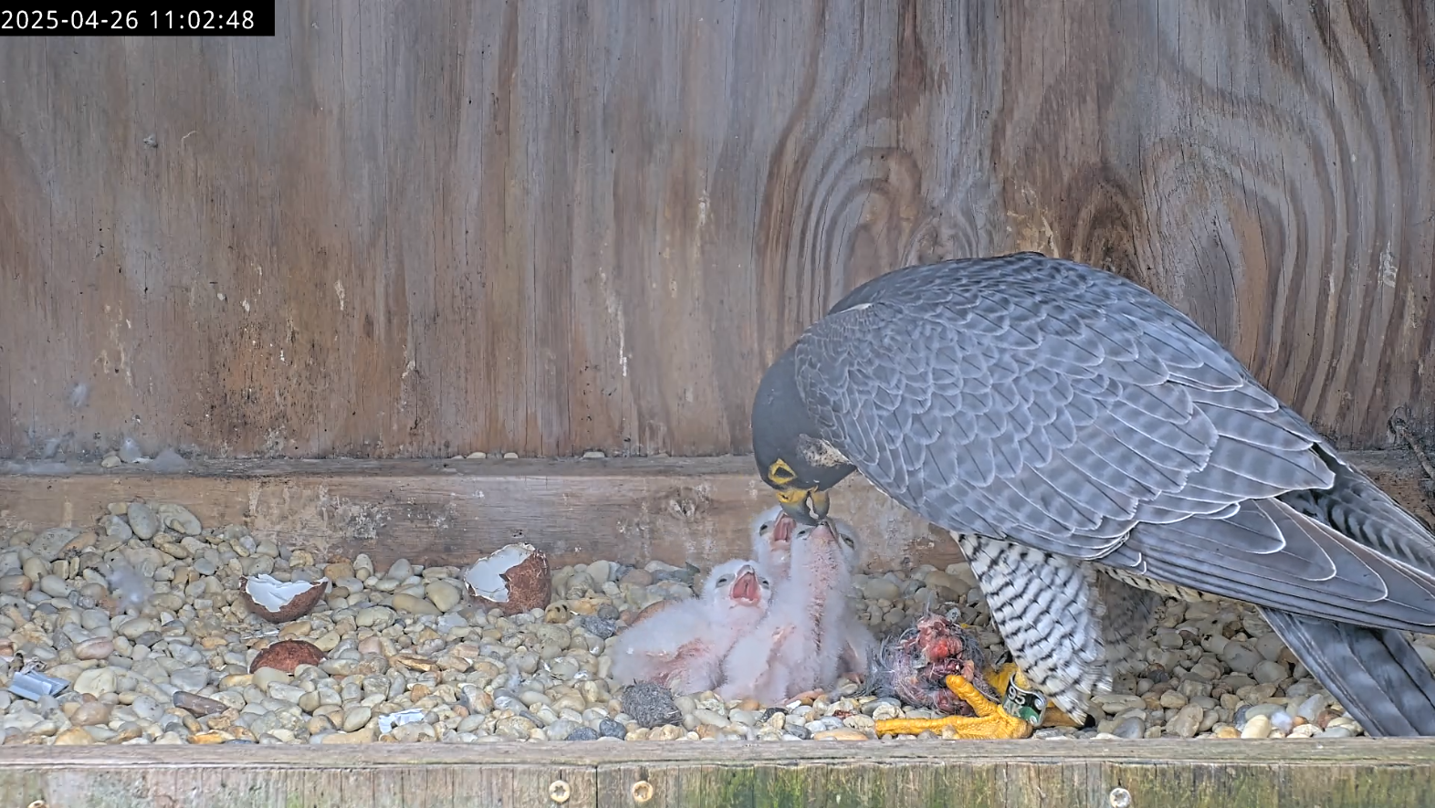 Pinakain ng babaeng falcon ang kanyang tatlong bagong pisa na sisiw.