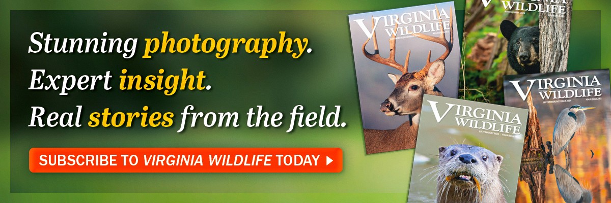 Isang koleksyon ng Virginia Wildlife magazine cover sa promosyon ng Virginia Wildlife magazine subscriptions
