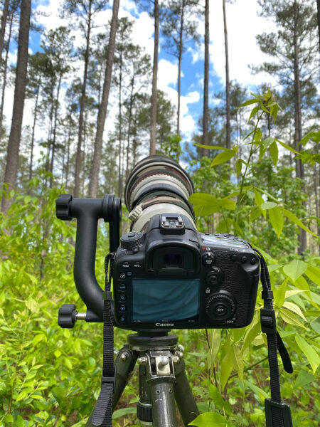 Ang tripod camera ay ginamit sa pagkuha ng mga larawan na tumitingin sa isang pine forest