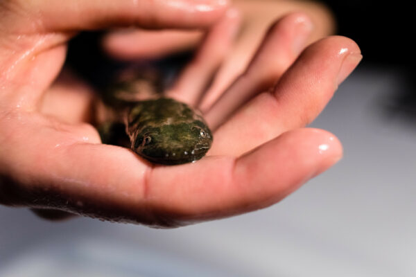 Isang imahe ng Eastern Hellbender