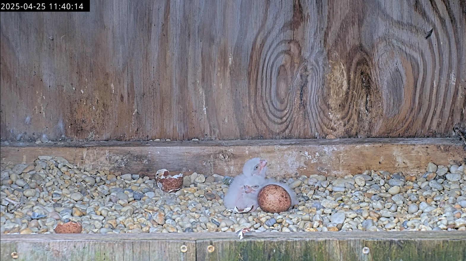 Dalawang sisiw ang nakikita sa panahon ng pagpapapisa ng itlog/pagpapalitan.