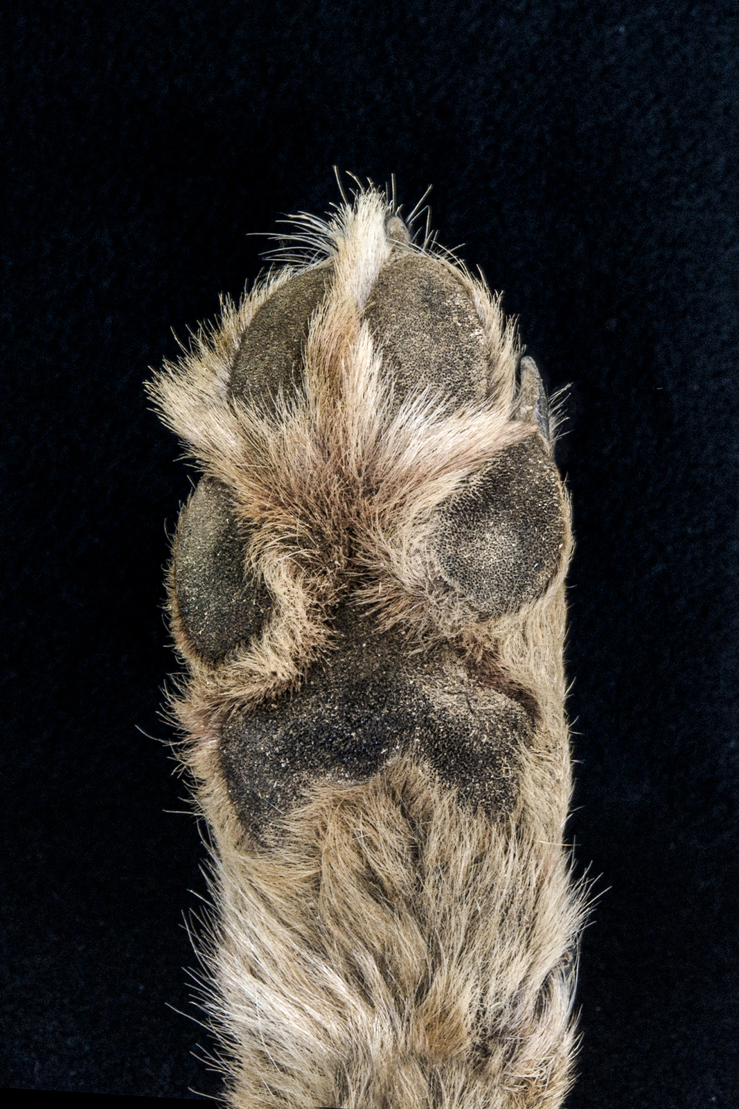 Isang close-up na larawan ng underside ng coyote paw laban sa isang itim na background.