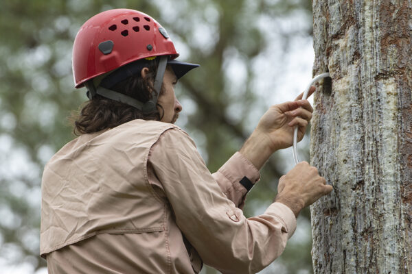 Isang biologist sa red cockaded woodpecker nest