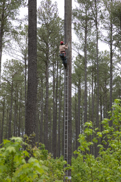 Isang biologist na umaakyat sa pine tree na naglalaman ng Red cockaded woodpecker nest