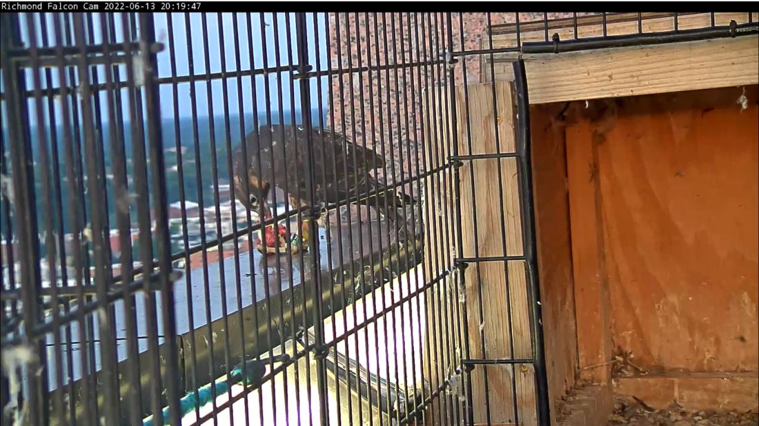 Ang dilaw ay kumakain sa isang biktima na inihatid sa kanya ng isa sa mga matatanda 