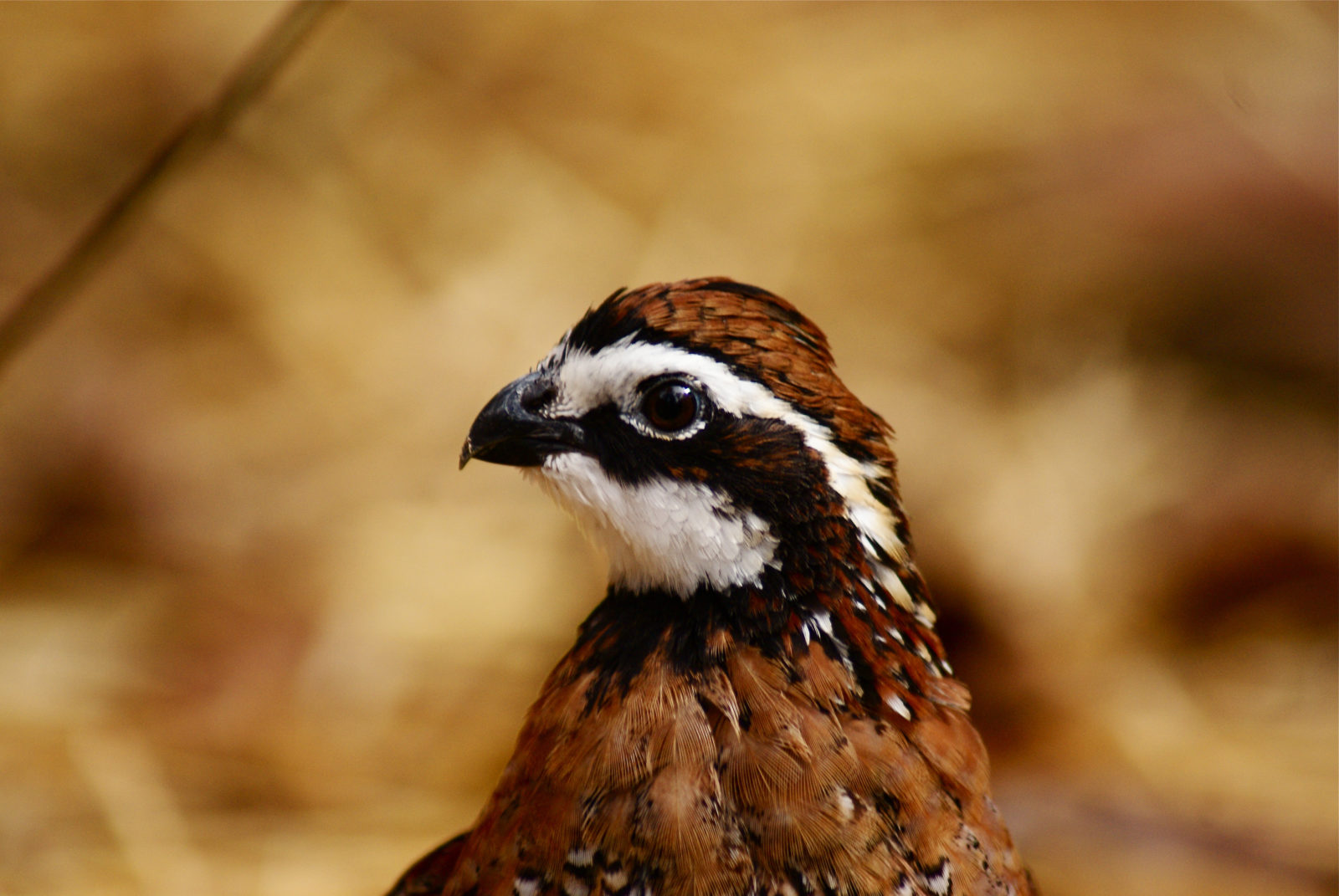 Isang bobwhite quail.