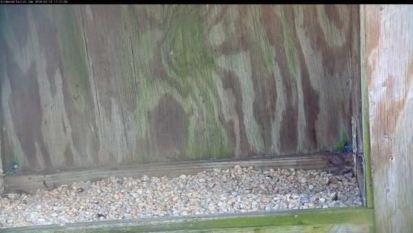 Isang scrape sa nest box sa gusali ng Riverfront Plaza,