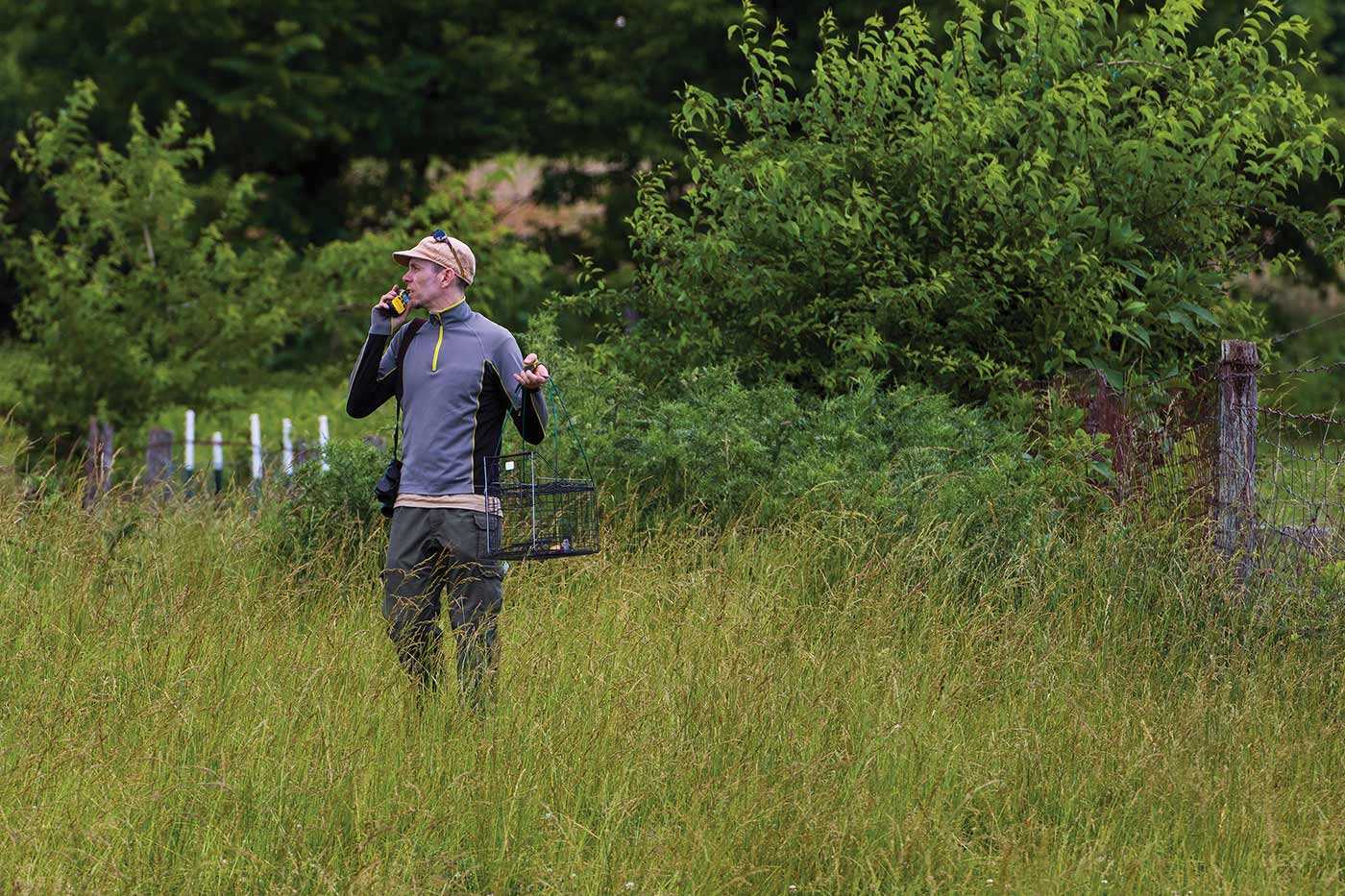 Matapos matanggap ang lokasyon ng isang shrike, naglagay ang isang kawani ng DWR ng isang live trap na naglalaman ng isang mouse malapit sa paligid nito 