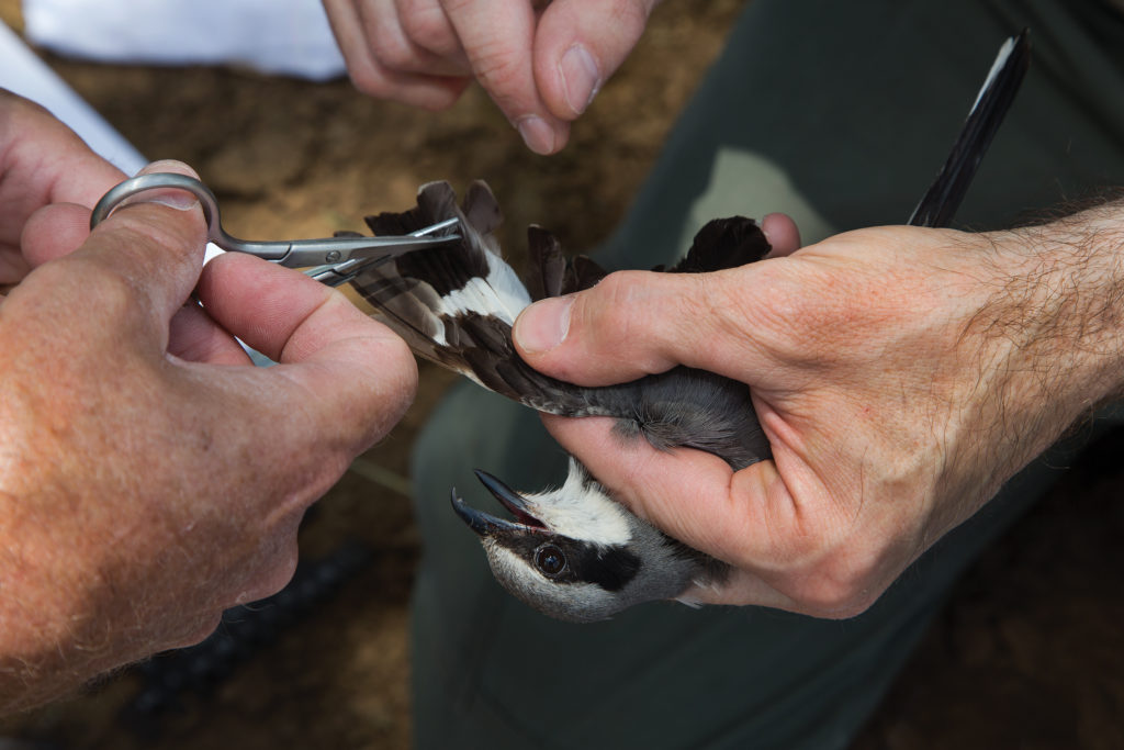 Isang shrike na may nakolektang sample ng DNA pagkatapos itong i-banding at sukatin