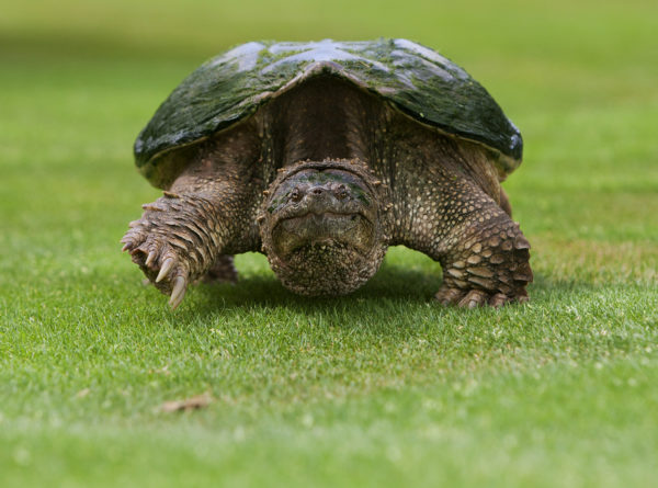 Isang imahe ng isang snapping turtle na naglalakbay sa isang golf course. Ang pagiging nasa lupa ay isang madaling panahon para sa mga pagong na ito na humahantong sa kanilang agresibong pag-uugali