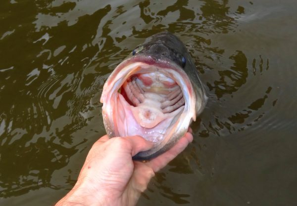 Isang imahe ng largemouth bass na hawak ng isang tao