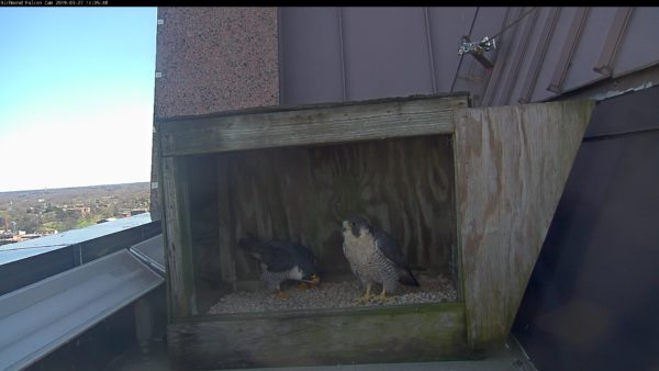Babaeng falcon sa kanan, lalaki sa kaliwa sa loob ng nest box
