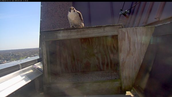 Lalaking peregrine falcon sa ibabaw ng nest box.