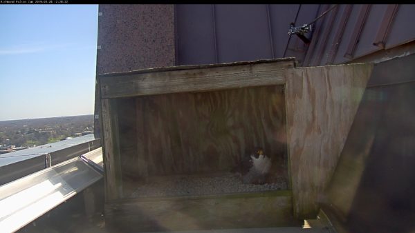 Ang lalaking peregrine falcon ay nakatayo sa simot sa loob ng nest box.