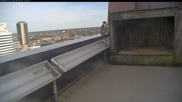 Ang bagong lalaking peregrine falcon na bumibisita sa nest box sa gusali ng Riverfront Plaza.