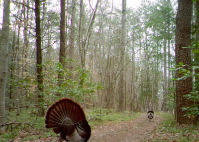 Isang imahe ng dalawang pabo sa isang lumang logging road, ang pabo sa foreground ay nakaharap palayo sa photographer at nagpapakita sa turkey sa background. 