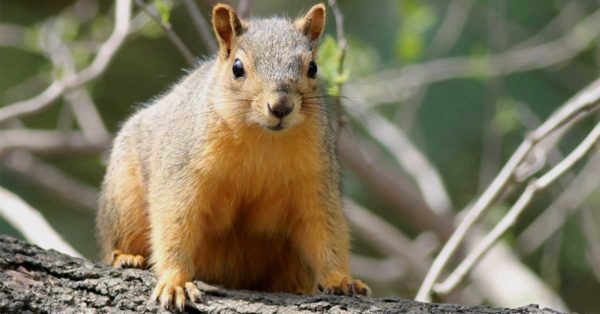 Isang imahe ng pulang ardilya