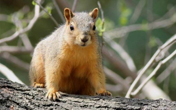 Isang imahe ng kulay abong ardilya