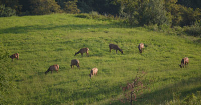 Isang imahe ng isang kawan ng elk na nagpapastol sa isang bukid